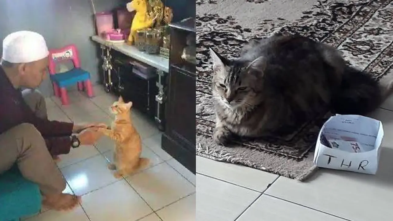 10 Potret Lucu Kucing Ikut Rayakan Lebaran, Sungkem dengan Donatur
