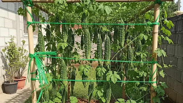Cara Membuat Rambatan Pare dari Bambu Bekas dan Rafia, Panen Optimal
