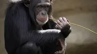 Fenomena Aneh Tapi Nyata, Simpanse Bisa 'Menular' Saat Pipis