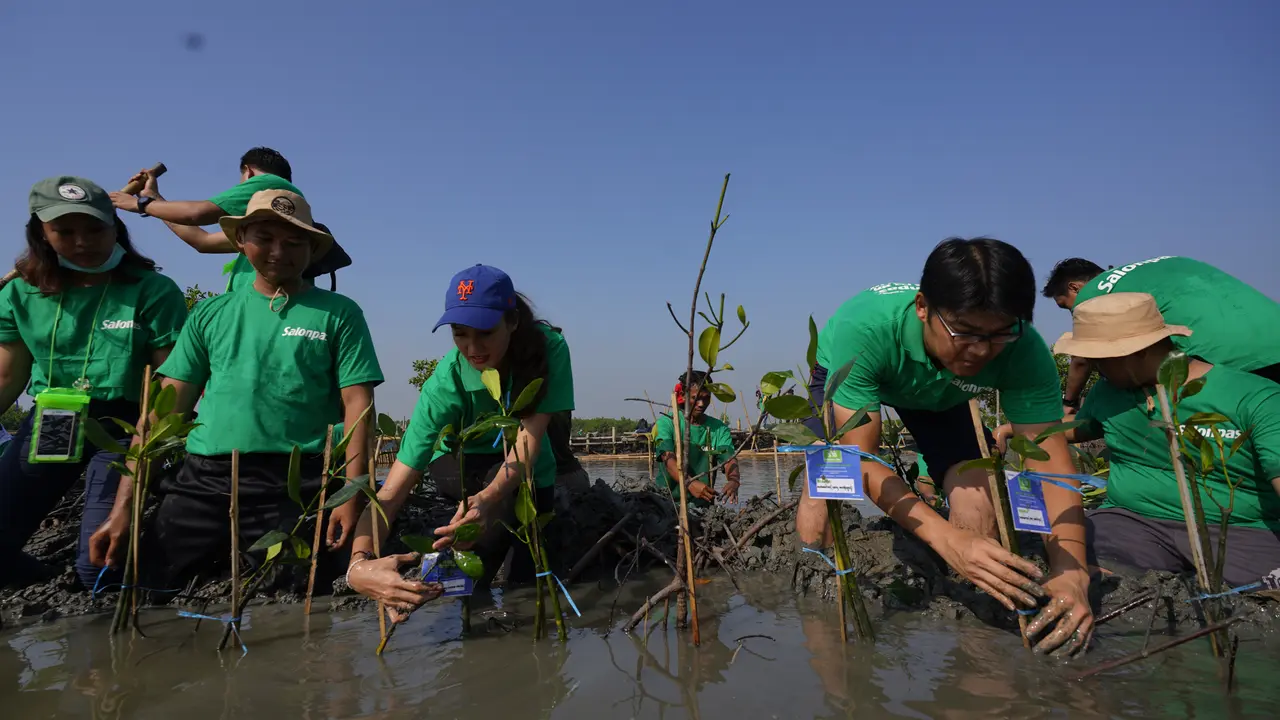 Menanam Mangrove