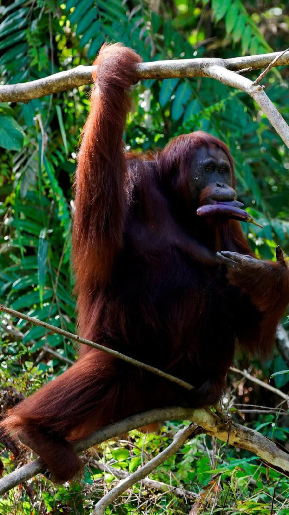 Setelah direkonstruksi, Gigantopithecus menyerupai orangutan berukuran besar di masa lalu. Meski bukti baru ini memastikan ada hubungan evolusi antara Gigantopithecus dengan orangutan, data yang ada tidak bisa memberitahu ilmuwan seperti apa wujud hewan y