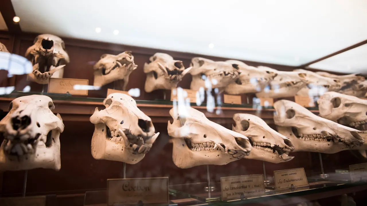 Museum Sejarah Alam Prancis di Paris