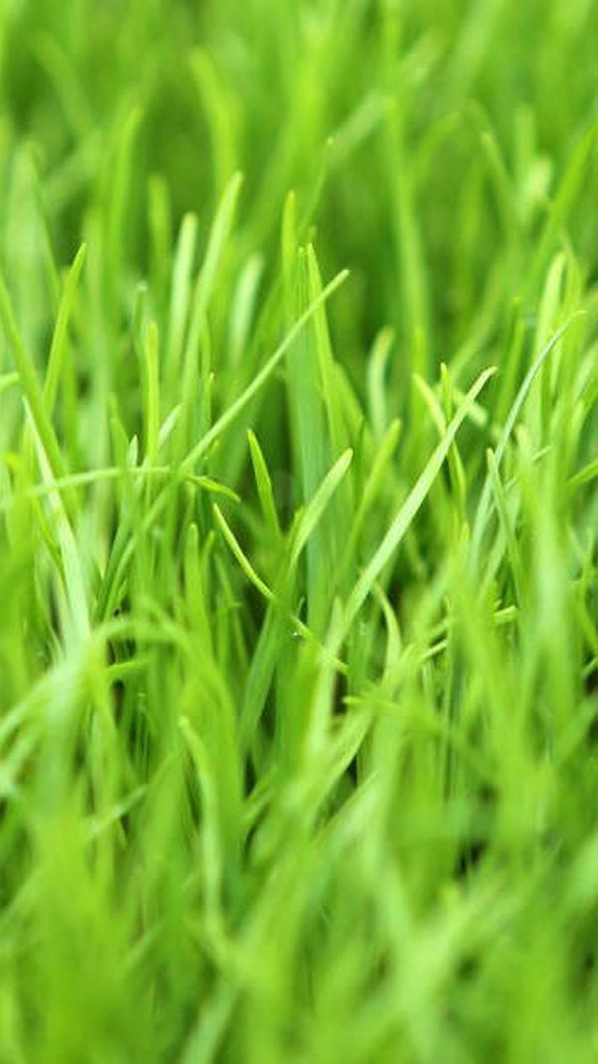 2. Rumput Ryegrass<br>