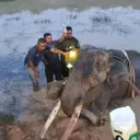 Gajah Indra Mati Usai Berjuang 9 Tahun Lawan Cedera