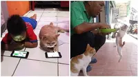 Potret Lucu Saat Kucing dan Manusia Lagi Akur Ini Bikin Cengar Cengir (sumber:Instagram/awreceh.id)