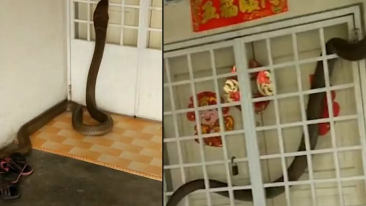 Ular King Cobra di rumah seorang warga di Malaysia. (Storyful)