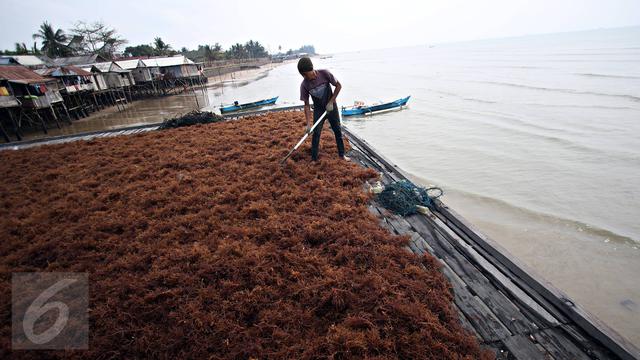 Petani Keluhkan Serapan Rumput Laut Di Dalam Negeri Rendah Republika Online