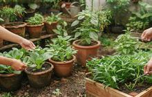 Cara Memetik Sayuran Daun Agar Bisa Tumbuh Lagi dan Dipanen Berkali-Kali, 4 Trik Kebun Sayur Produktif