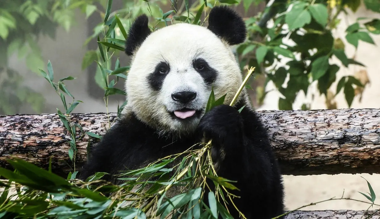Panda raksasa (ailuropoda melanoleuca) memakan bambu dalam kandangnya di Kebun Binatang Moskow, Rusia, Sabtu (13/7/2019). (Kirill KUDRYAVTSEV/AFP)
