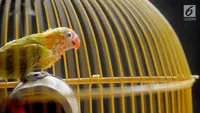 7 Jenis Burung Kecil yang Rajin Bunyi dan Mudah Dipelihara, Bisa Percantik Teras Rumah