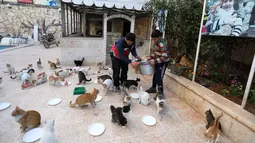Mohammed Alaa al-Jaleel memberi daging cincang untuk makanan kucing di Suaka Kucing Ernesto di Kfar Naha, Suriah (17/3). Kucing-kucing ini adalah kucing yang terlantar akibat perang yang melanda Suriah. (AFP/Omar Haj Kadour)