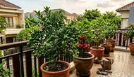 12 Tanaman Buah yang Bisa Tumbuh di Pot, Cocok untuk Lahan Sempit