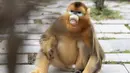 Seekor monyet emas di Pusat Penelitian Monyet Emas Dalongtan, Taman Nasional Shennongjia, Provinsi Hubei, China, 11 Oktober 2020. Berkat upaya otoritas setempat dan perbaikan lingkungan selama beberapa tahun terakhir, jumlah monyet emas di Shennongjia kini hampir 1.500 ekor. (Xinhua/Wang Siban)