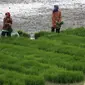 El Nino berdampak pada penurunan produksi padi (Reuters)