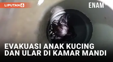 Dramatis! Detik-detik Penyelamatan Anak Kucing dan Ular di Kamar Mandi