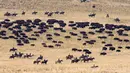 Penunggang kuda mengumpulkan kawanan bison di Pulau Antelope, Utah, Amerika Serikat, 29 Oktober 2022. Bison-bison dikumpulkan setiap musim gugur untuk menerima pemeriksaan kesehatan dan vaksinasi. (AP Photo/Rick Bowmer)
