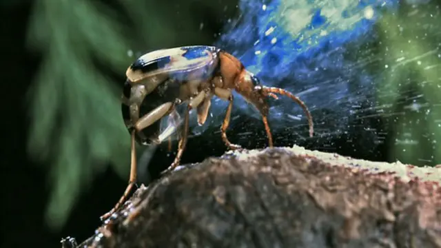 2. African bombardier beetle