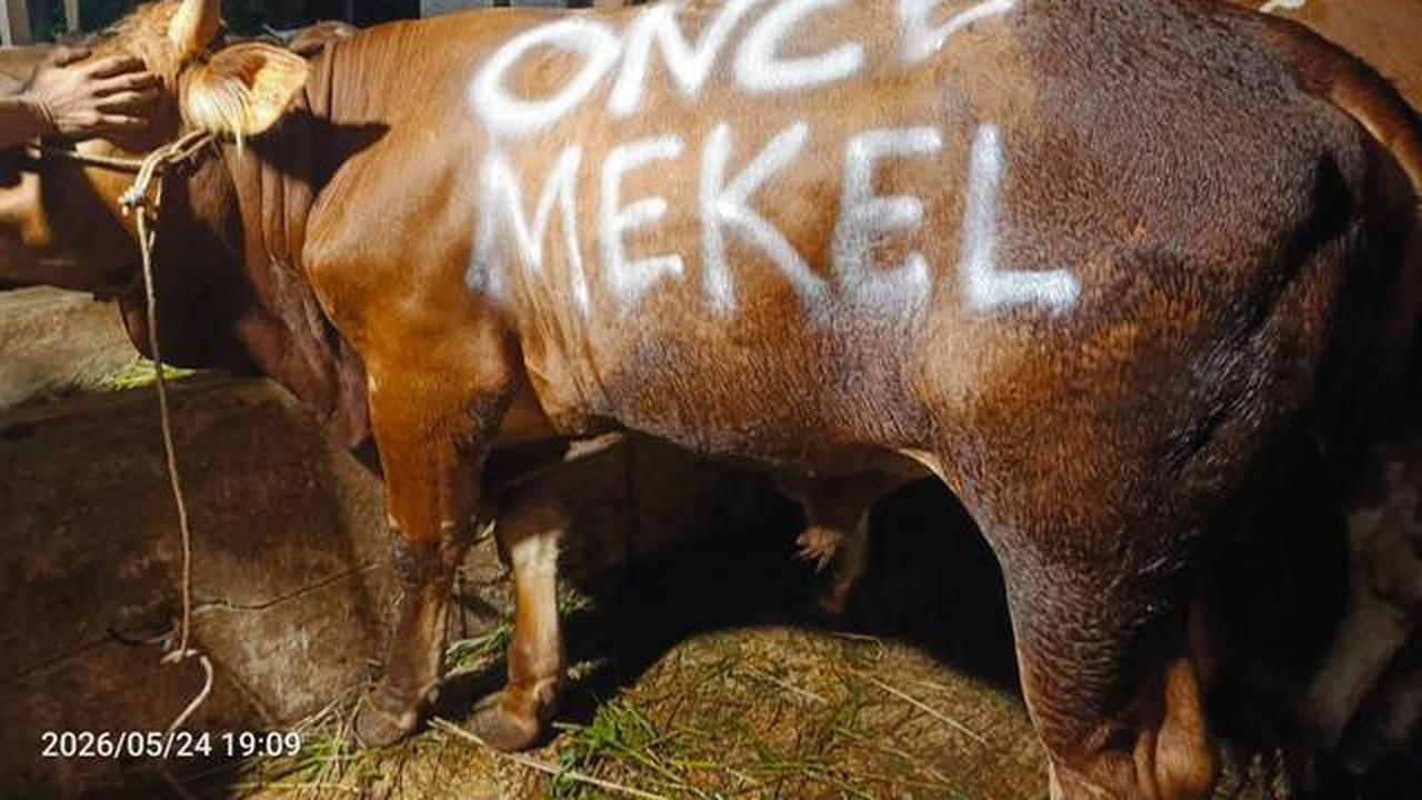 Alasan Once Mekel Ikut Salurkan Hewan Kurban, 2 Sapi dan 25 Kambing