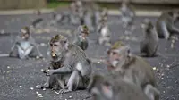 Monyet Liar Bikin Resah Warga Tangsel Beranak-pinak di Hutan Puspitek, Damkar dan BKSDA Turun Tangan
