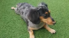 Anjing milik personel SHINee, Jonghyun yang bernama Roo bermain di rumput. Roo merupakan anjing peliharaan Jonghyun SHINee. Jonghyun sendiri kini diketahui telah meninggal. (instagram/jonghyun.948)