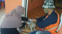 Proses Vaksinasi anti rabies bagi kucing peliharaan (Arfandi Ibrahim/Liputan6.com)