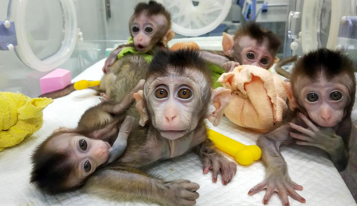 Lima monyet yang dikloning di sebuah lembaga penelitian di Shanghai, 24 Januari 2019. Mereka dikembangbiakkan secara khusus untuk menciptakan populasi hewan yang sakit untuk digunakan dalam tes laboratorium. (HO/CHINESE ACADEMY OF SCIENCES INST/AFP)