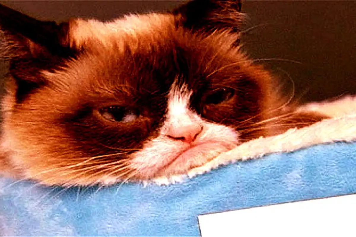 Grumpy Cat