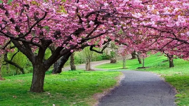 Taman Sakura Cibodas