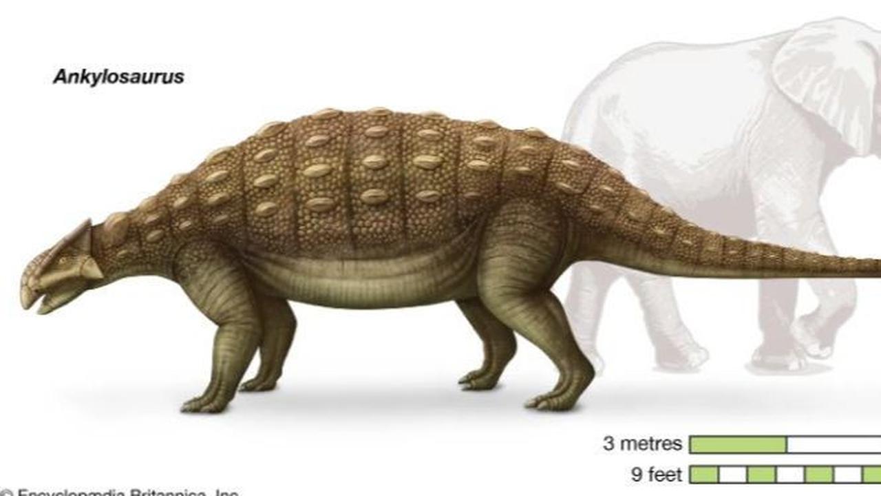 Ankylosaurus juga memiliki cangkang besar seperti baju besi di punggungnya, tapi cangkang ini tidak sama dengan kura-kura modern. Karena itu, hewan purba ini juga disebut "dinosaurus lapis baja". Cangkang mereka terbuat dari pelat tulang kecil dan besar y