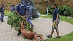 Raja Khoisan Afrika Selatan memegang tanaman ganja saat polisi menyeretnya untuk menyita tanaman tersebut pada penggerebekan di Union Buildings, Pretoria pada 12 Januari 2022. Polisi Afrika Selatan mencabuti tanaman ganja yang ditanam di dekat kantor Presiden Cyril Ramaphosa. (Phill Magakoe/AFP)
