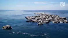 300 penyu ditemukan mati di pantai pasifik selatan Meksiko pada Selasa (28/8) setelah terjebak di jaring ikan yang diduga milik nelayan di area Barra de Colotepec.