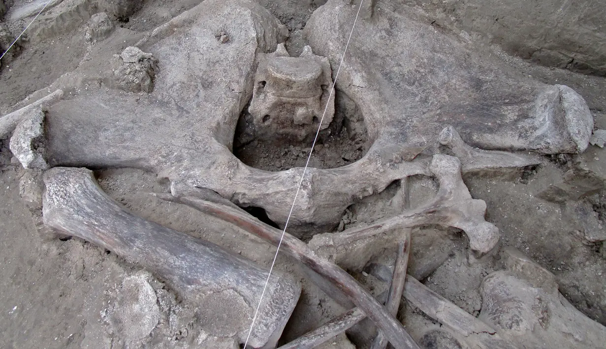 Gambar selebaran yang dirilis pada  6 November 2019 menunjukkan tulang mammoth yang ditemukan di Tultepec, Meksiko. Para arkeolog menemukan 800 tulang dari setidaknya 14 hewan raksasa, temuan terbesar untuk fosil mammoth. (Photo by HO / INAH / AFP)