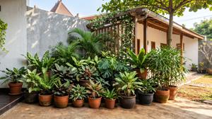 10 Cara Mencegah Tanaman Pot Cepat Kering Saat Musim Kemarau, Rahasia Tukang Kebun Profesional
