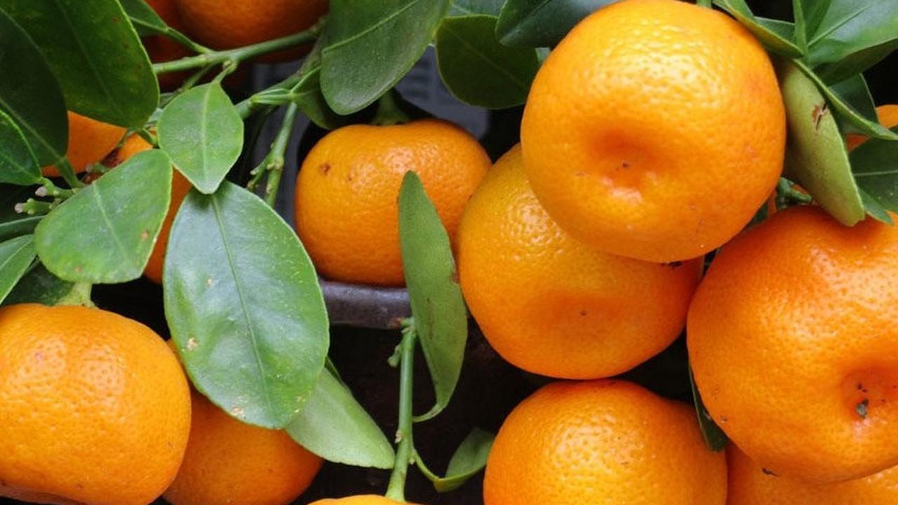 6.&nbsp;Jeruk Mandarin: Lambang Kemakmuran Rejeki