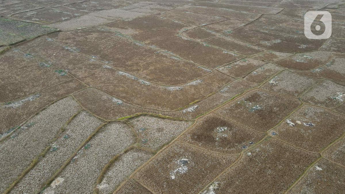 BMKG: Kemarau 2026 Bakal Lebih Kering Dibandingkan Rata-Rata Selama 30 Tahun Terakhir