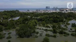 Foto areal kawasan Hutan Magrove, Jakarta, Sabtu (31/10/2020). Kawasan hutan mangrove seluas 45 hektar adalah salah satu kawasan yang tersisa di Jakarta menjadi salah satu tempat perlindungan dan konservasi. (merdeka.com/Imam Buhori)