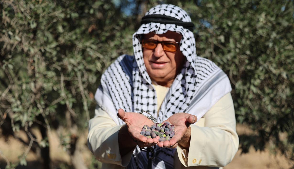 Seorang relawan menunjukkan buah zaitun selama musim panen di sebuah ladang di lingkungan Shijaiyah dekat perbatasan dengan Israel, timur Kota Gaza (7/10/2021). (AFP/Mohammed Abed)
