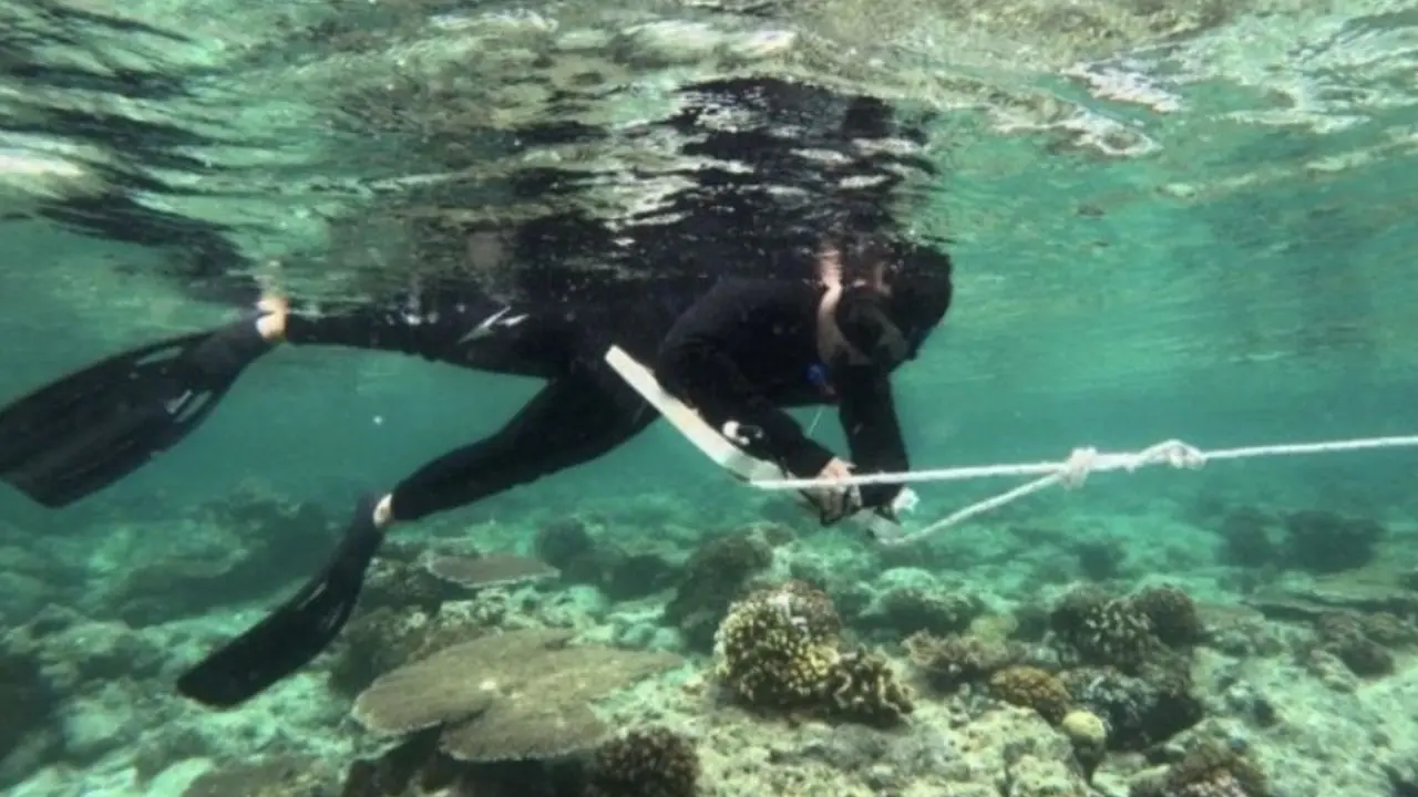 Pengamatan terumbu karang di Kawasan Konservasi Pesisir Pulau-Pulau Kecil Kepulauan Derawan dan Perairan Sekitar (KKP3K-KDPS).