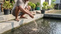 7 Jenis Pakan Ikan Lele yang Awet Selama Ditinggal Mudik, Solusi Peternak Saat Libur Panjang