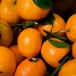 Jeruk Mandarin