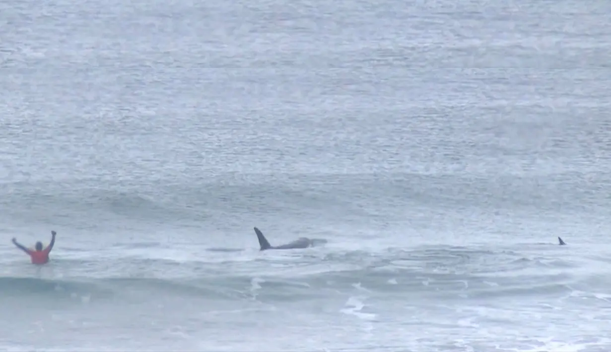 Pada potongan video menunjukkan paus pembunuh (orca) melewati peselancar Afsel, Shanon Ainsle di tengah kejuaraan selancar di Unstad, Norwegia, Sabtu (23/9). Untungnya, kedua paus itu tetap tenang dan tidak agresif. (HO/LOFOTEN MASTERS 2017/AFP)