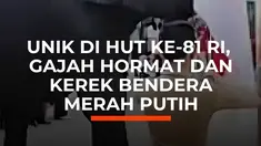 Dua gajah latih bernama Budi dan Valenti ikut "bertugas" dalam upacara HUT ke-81 Kemerdekaan RI di Kebun Binatang Kasang Kulim, Kampar, Riau. Budi menarik tali pengerek bendera, sementara Valenti membungkukkan kepala saat Indonesia Raya berkumandang.