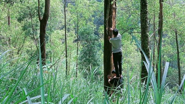 Proses pengambilan ekaliptus untuk diekstrak menjadi minyak atsiri di Kecamatan Pujon, Malang, Jawa Timur (Dok. Liputan6/Erik Erfinanto)