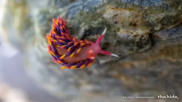 Spesies ini adalah anggota dari keluarga aeolid nudibranch dan biasanya ditemukan di perairan hangat