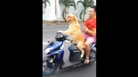 Seekor anjing tipe golden mengendarai sepeda motor jenis matic. Dalam video tampak seekor anjing mengemudi dengan laju cukup kencang.