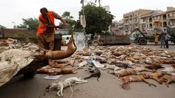 Petugas mengumpulkan bangkai anjing di Karachi, Pakistan, Kamis (4/8). Pemerintah setempat terpaksa melakukan pembinasaan tersebut dengan alasan jumlah anjing liar yang terus meningkat. (REUTERS/Akhtar Soomro)