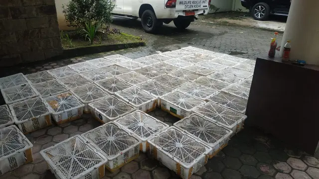 Penyelundupan ribuan burung