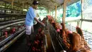 Peternak memberi pakan ayam petelur di Gunung Sindur, Bogor, Jawa Barat, Selasa (6/6/2023). (merdeka.com/Arie Basuki)