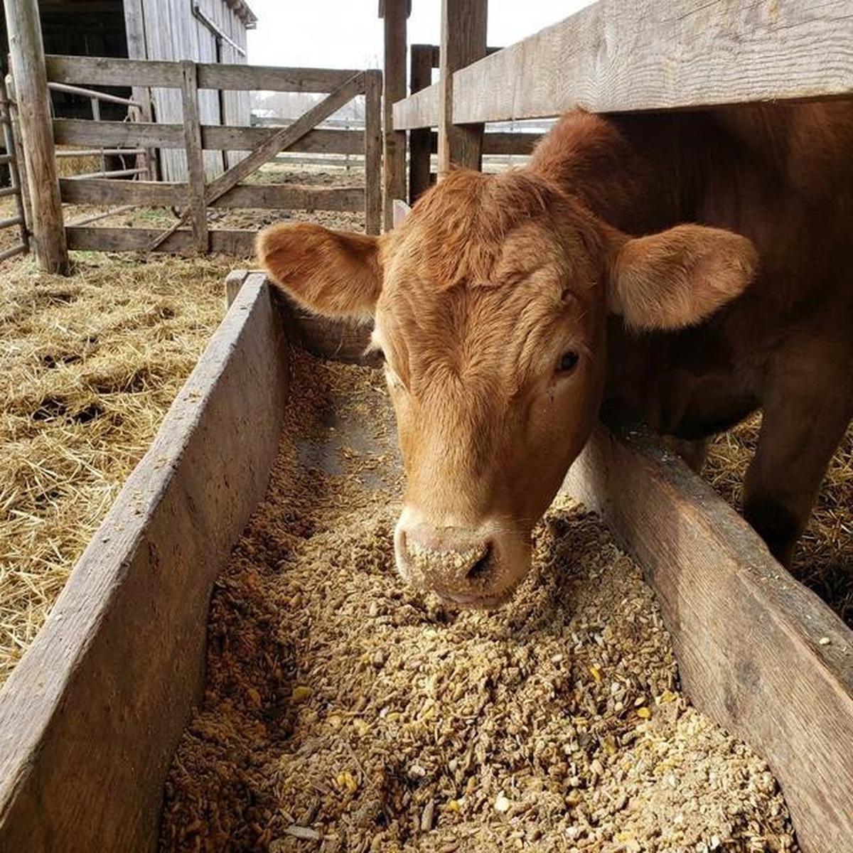 Cara Memulai Ternak Sapi Skala Kecil di Usia 40 Tahun dengan 2 Ekor Sapi
