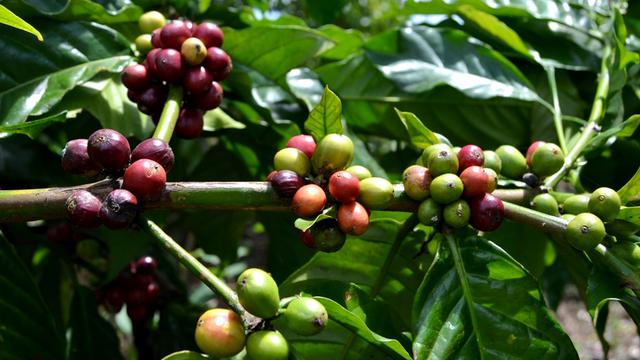 Lebih Menjanjikan, Petani Kopi Bengkulu Gunakan Vietnam Stek